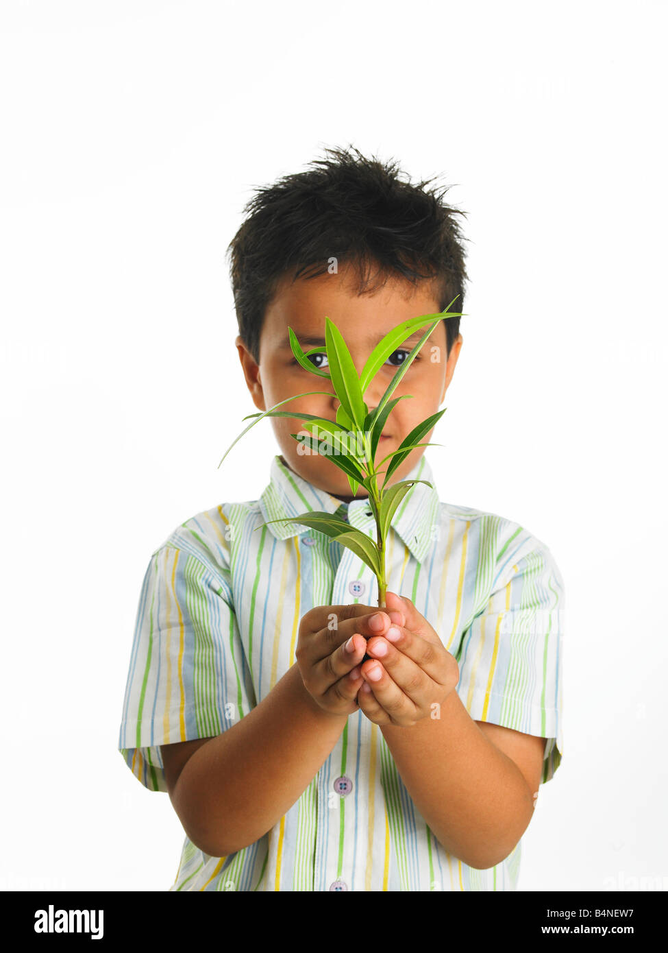 Ragazzo asiatico di origine indiana tenendo un alberello in mano Foto Stock