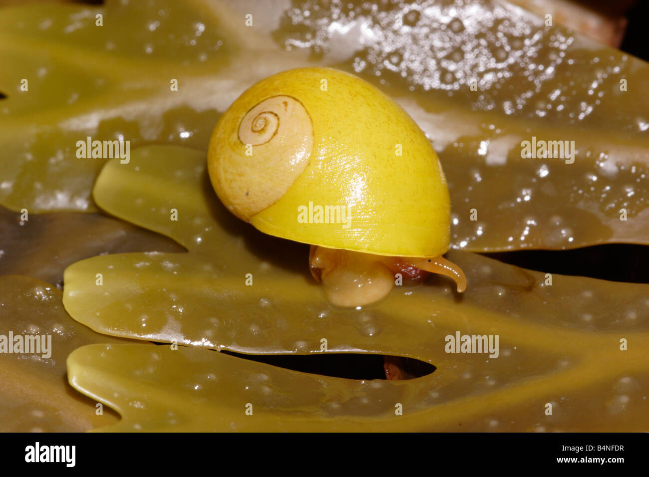 Appartamento pervinca Littorina obtusata Littorinidae REGNO UNITO Foto Stock