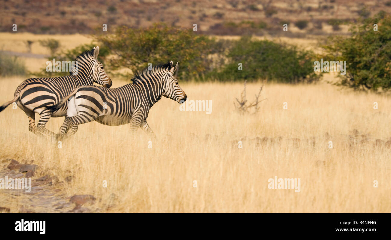 Zebra fauna selvatica Africa damara Namibia Africa Foto Stock