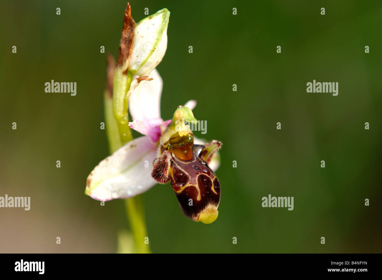 Woodcock Orchid, Ophrys scolopax, Orchidea Foto Stock