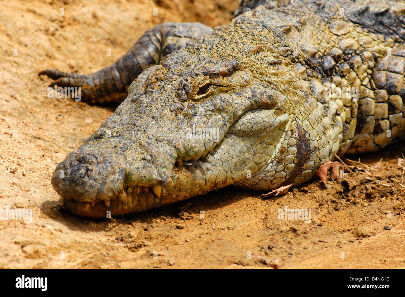 Coccodrillo del Nilo Crocodylus niloticus sacro coccodrilli di Bazoulé, Burkina Faso Foto Stock