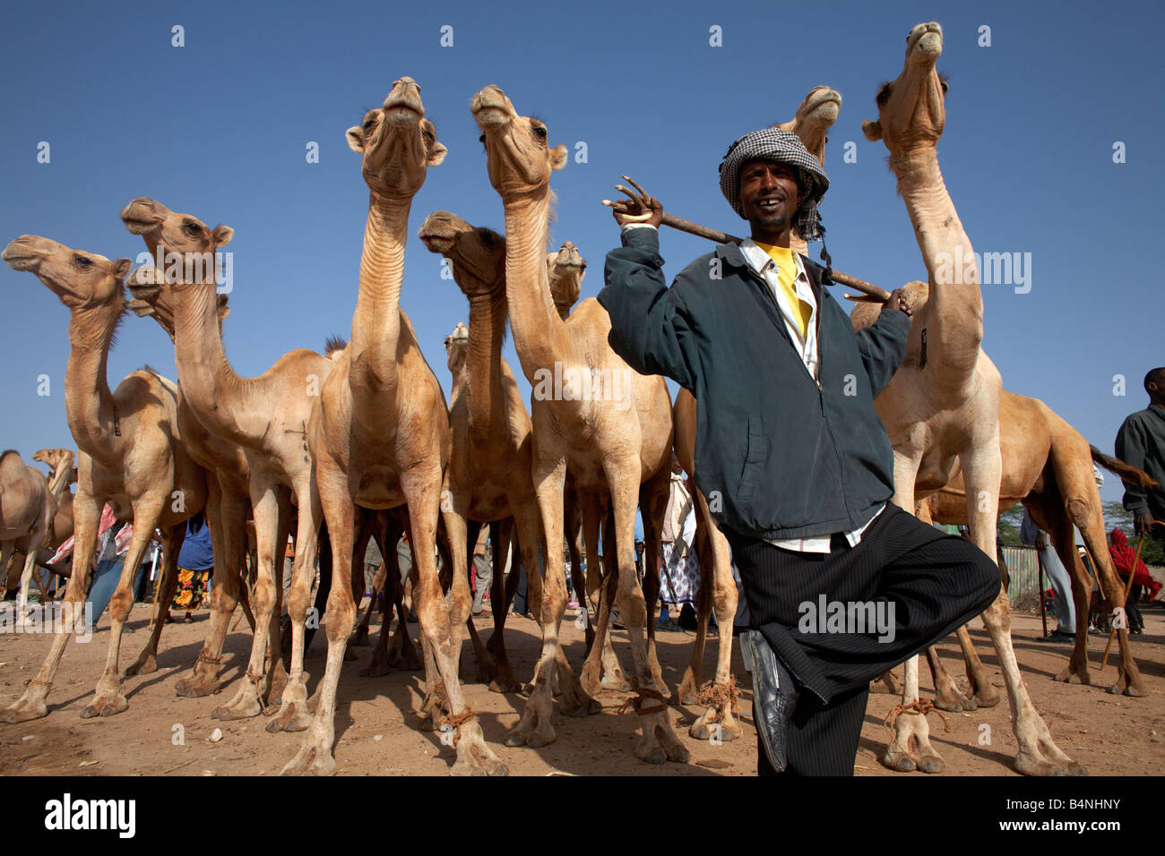 Mercato di cammelli in Hargeisa, il Somaliland e la Somalia Foto Stock