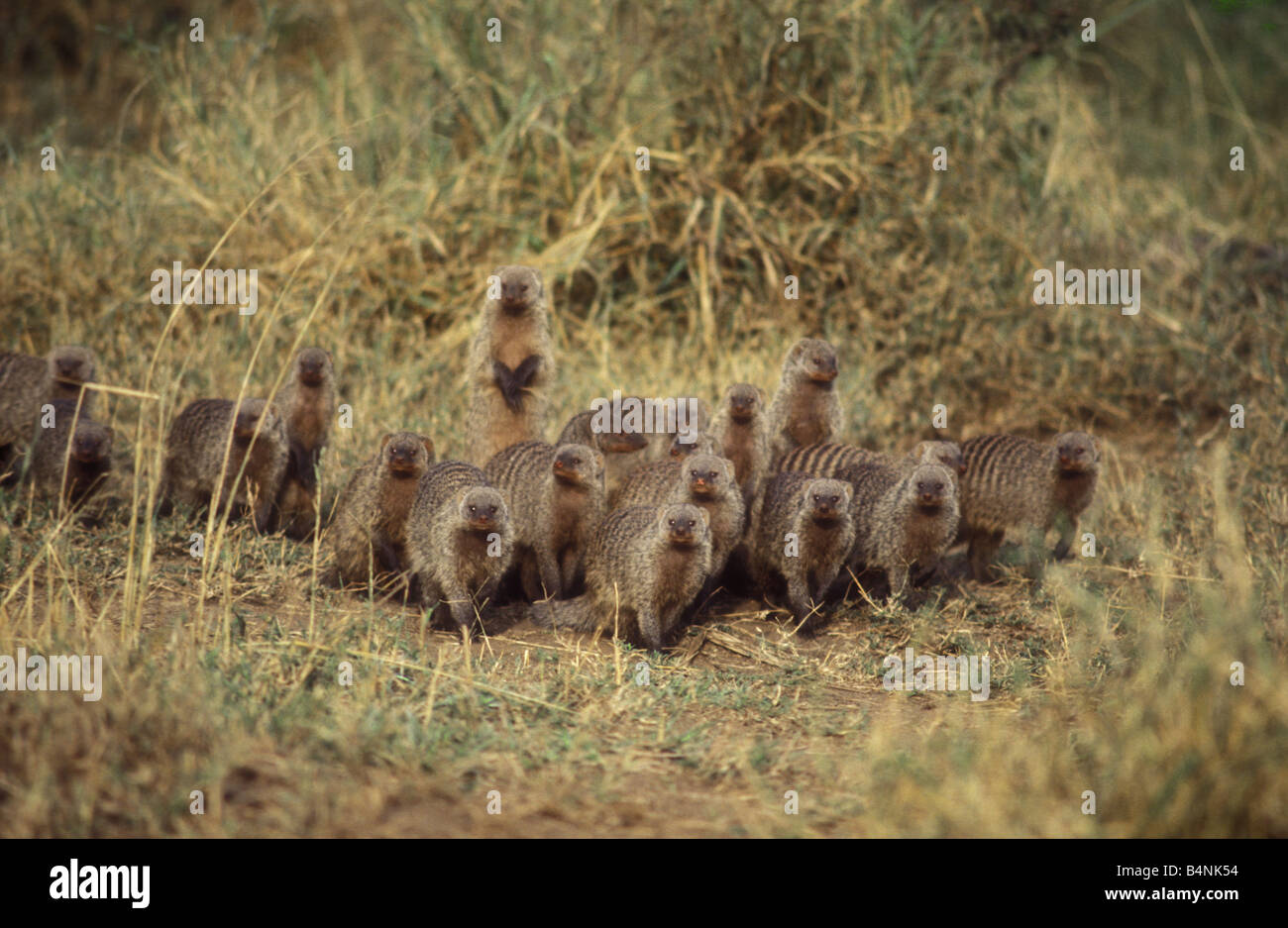 Scuola di venti Mongooses nastrati Masai Mara riserva nazionale del Kenya Africa orientale Foto Stock