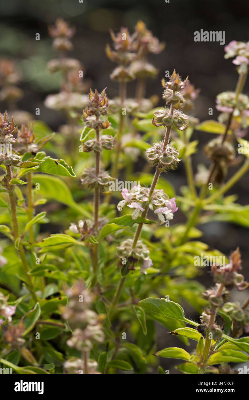 Il basilico Ocimum basilicum Foto Stock