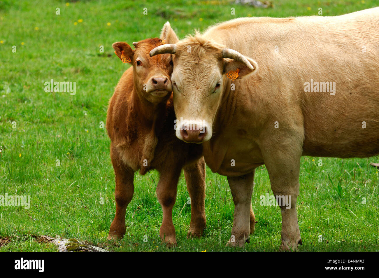 Aubrac madre mucca con vitello di razza Aubrac Foto Stock