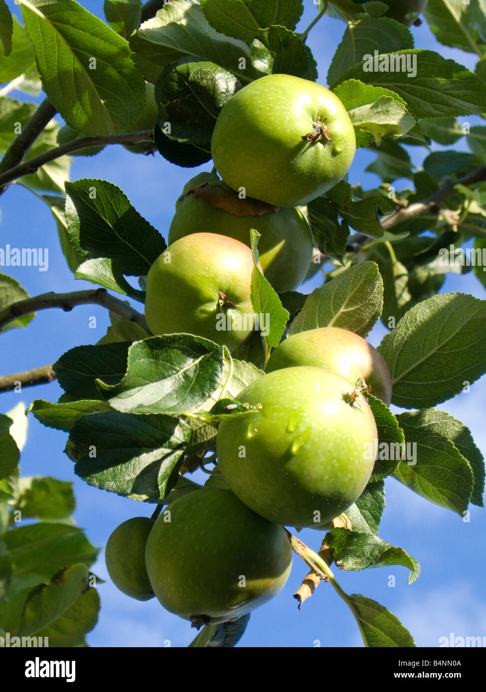 Le mele che cresce sull'albero Foto Stock