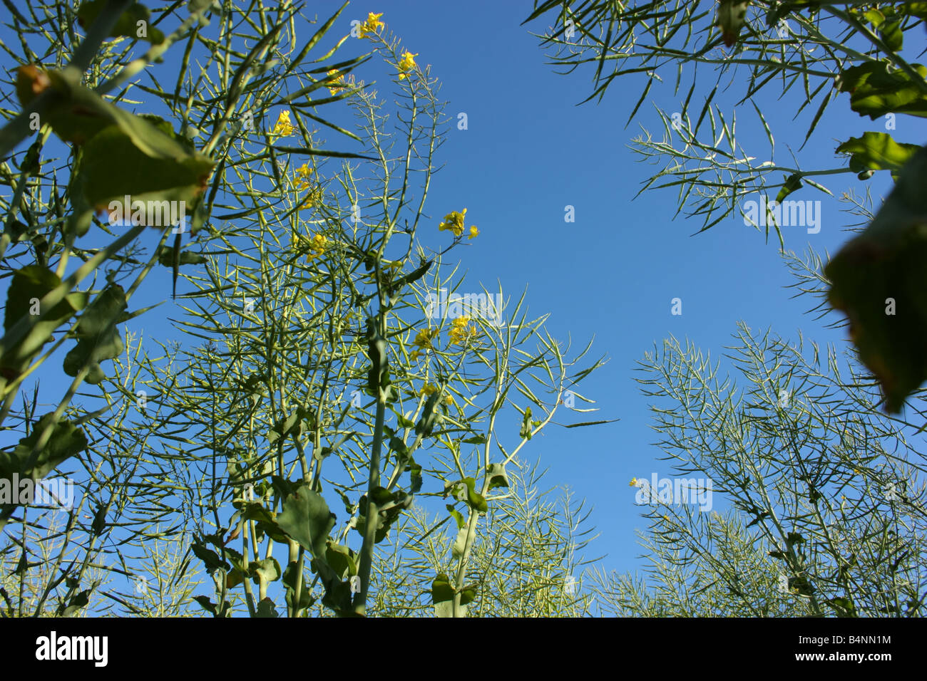 Un raccolto di canola sulla penisola di Eyre Foto Stock Un raccolto di canola sulla penisola di Eyre Foto Stock