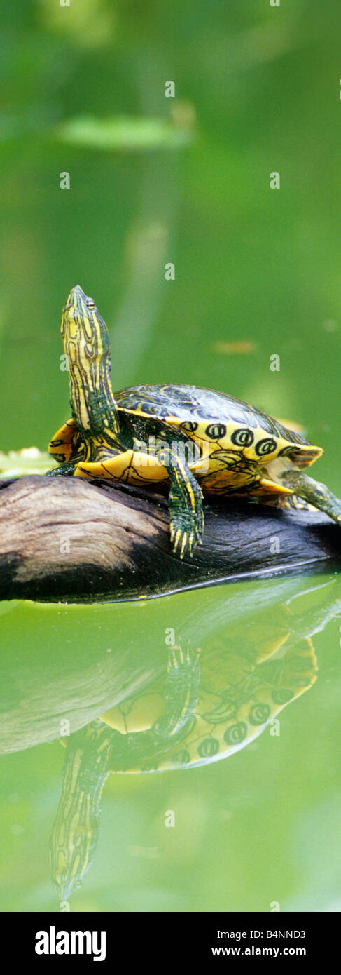 Trachemys scripta comune tartaruga cursore in Belize Foto Stock