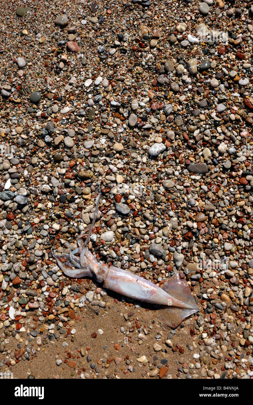 Dead Seppie Sepia sulla spiaggia Grecia RODI Foto Stock