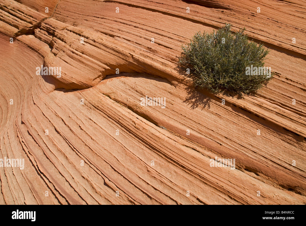 Foro della zampa, Coyote Buttes Sud, Paria Canyon-Vermilion Cliffs Wilderness, Vermiglio scogliere monumento nazionale, Arizona Foto Stock