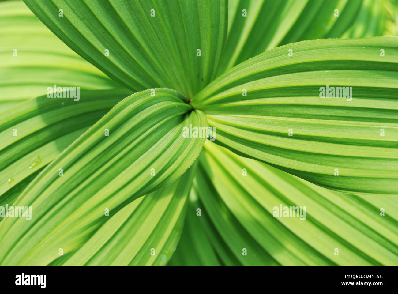 Veratro verde (Veratrum viride). Foto Stock