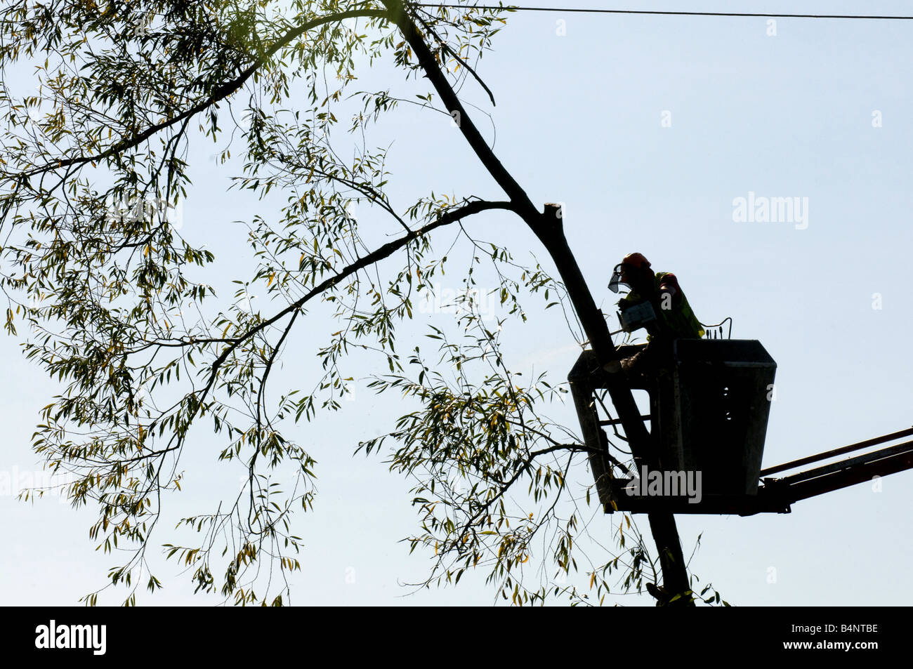 Abbattimento di alberi Foto Stock