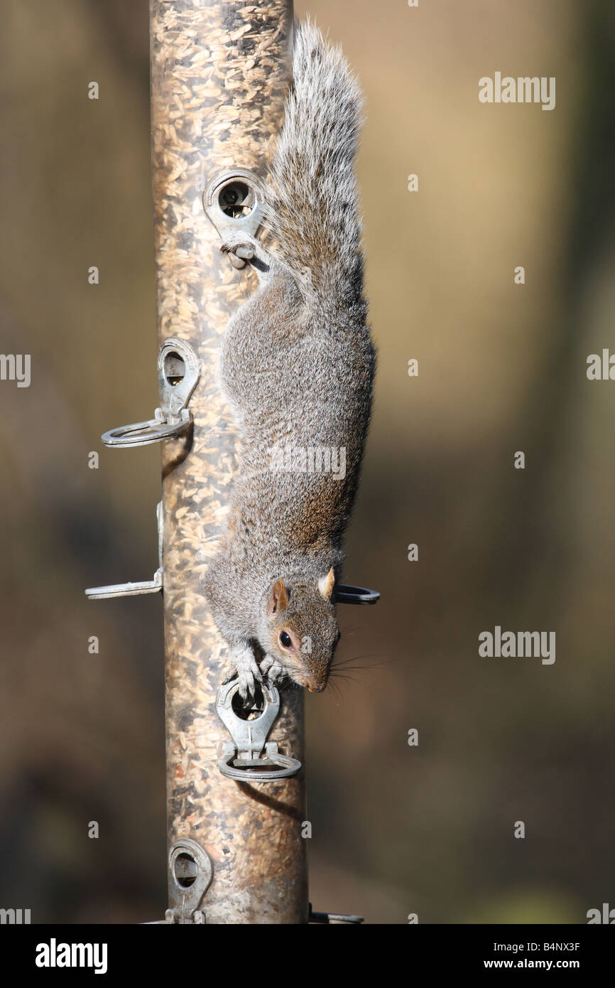 Scoiattolo grigio Sciurus carolinensis scendendo uccello ALIMENTATORE DI SEMI DI NORFOLK FEB 08 Foto Stock
