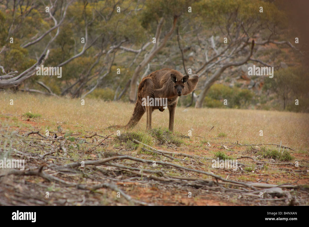 Un grande canguri selvatici in cleve varia sulla penisola di Eyre Foto Stock