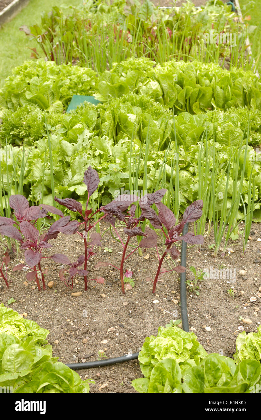 Insalata colture in letti sollevata Foto Stock