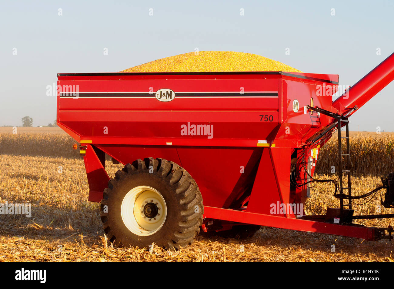 Un trattore agricolo trasporta un carro del grano durante il periodo del raccolto. Il carro prende il granoturco raccolto dalla mietitrebbia nel campo. Foto Stock