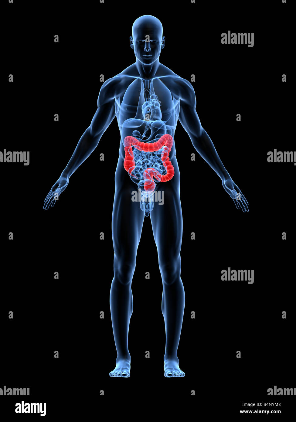 Colon evidenziata Foto Stock