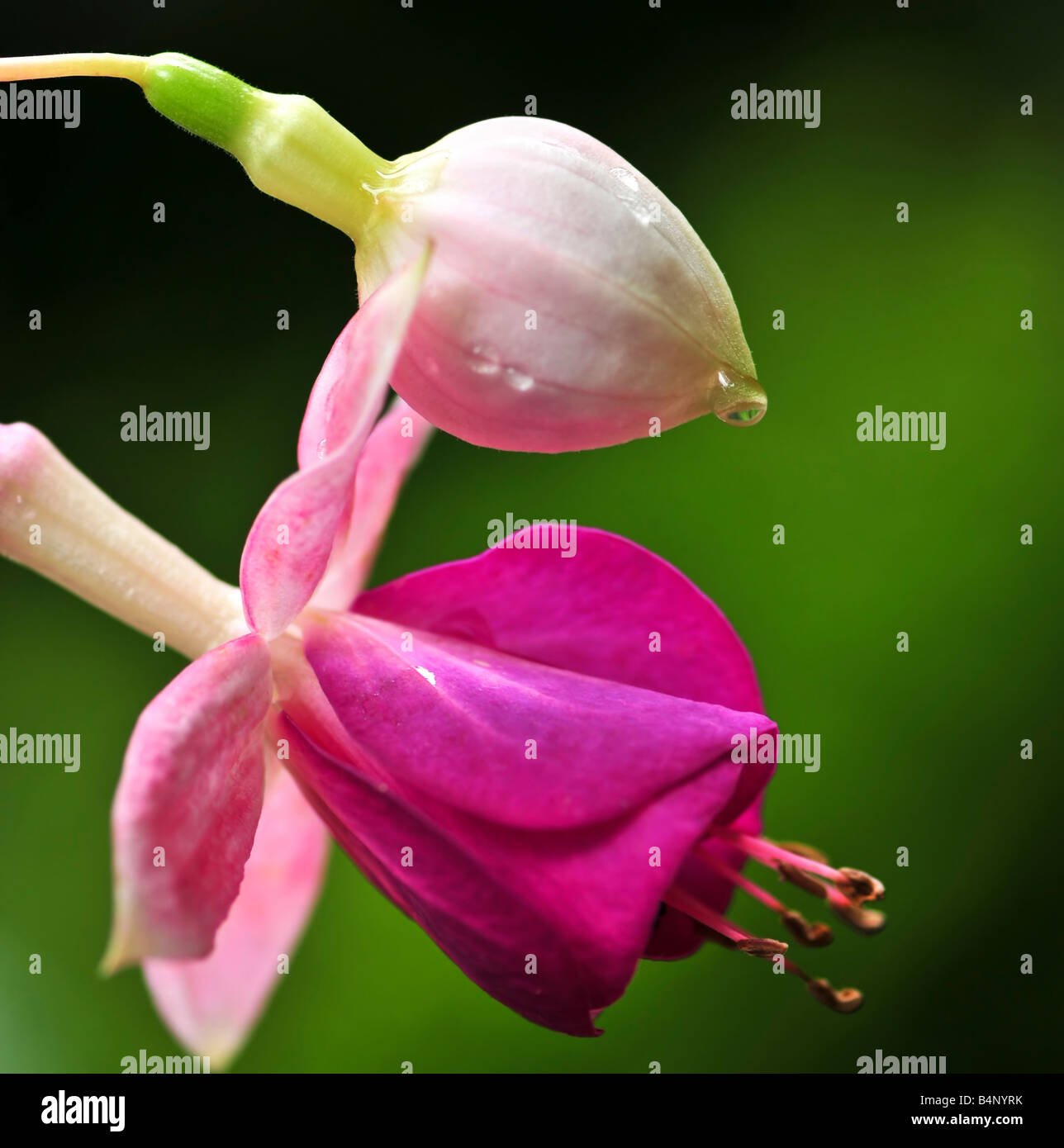 Macro di fiore fucsia e bud con gocce di pioggia Foto Stock