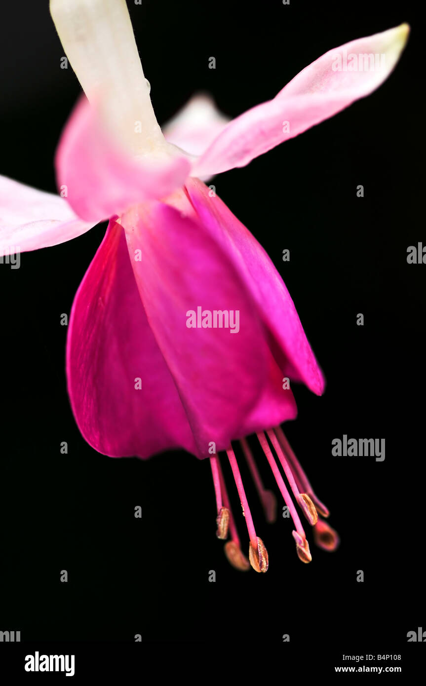 Macro di Fiore Fucsia su sfondo nero Foto Stock
