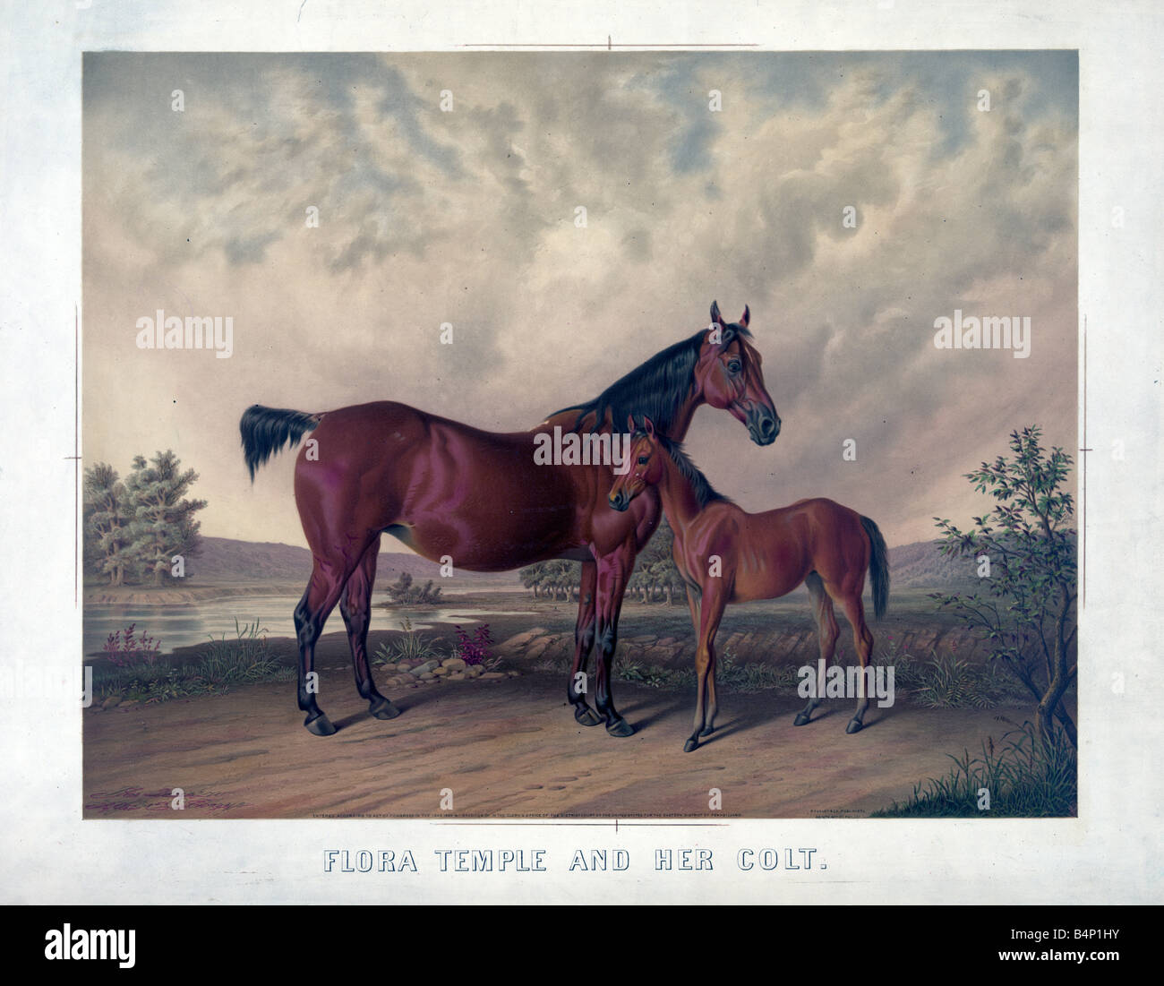Cavallo e il suo puledro Foto Stock