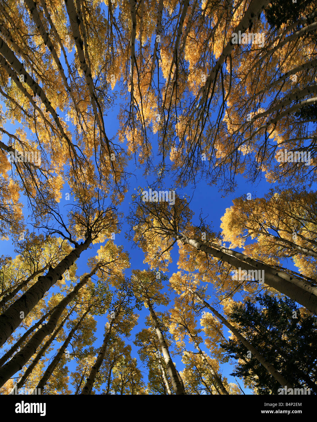 Ampio angolo di visione fino a Aspen (Populus tremuloides) Grove in autunno con foglie di giallo Foto Stock