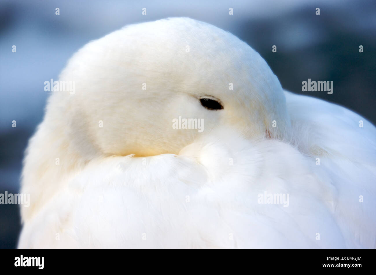 Testa di cigno bianco a Hyde Park, London, Regno Unito Foto Stock