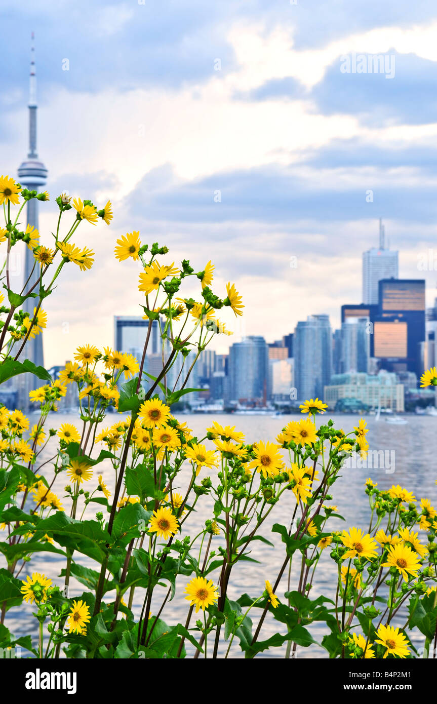 Toronto city waterfront skyline con fiori di colore giallo in primo piano Foto Stock