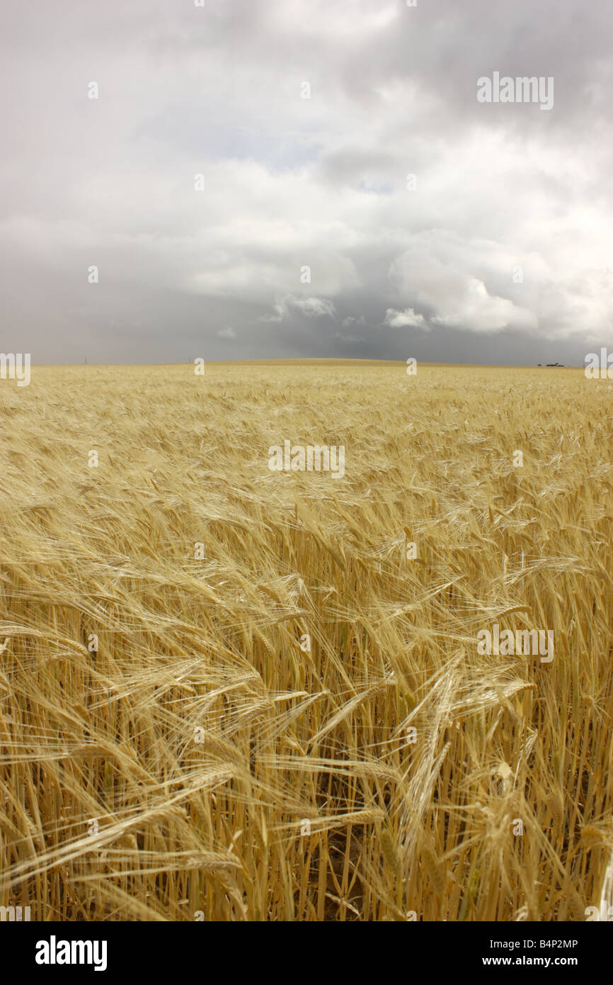 Un raccolto di grano sulla penisola di Eyre con nuvole scure in background Foto Stock