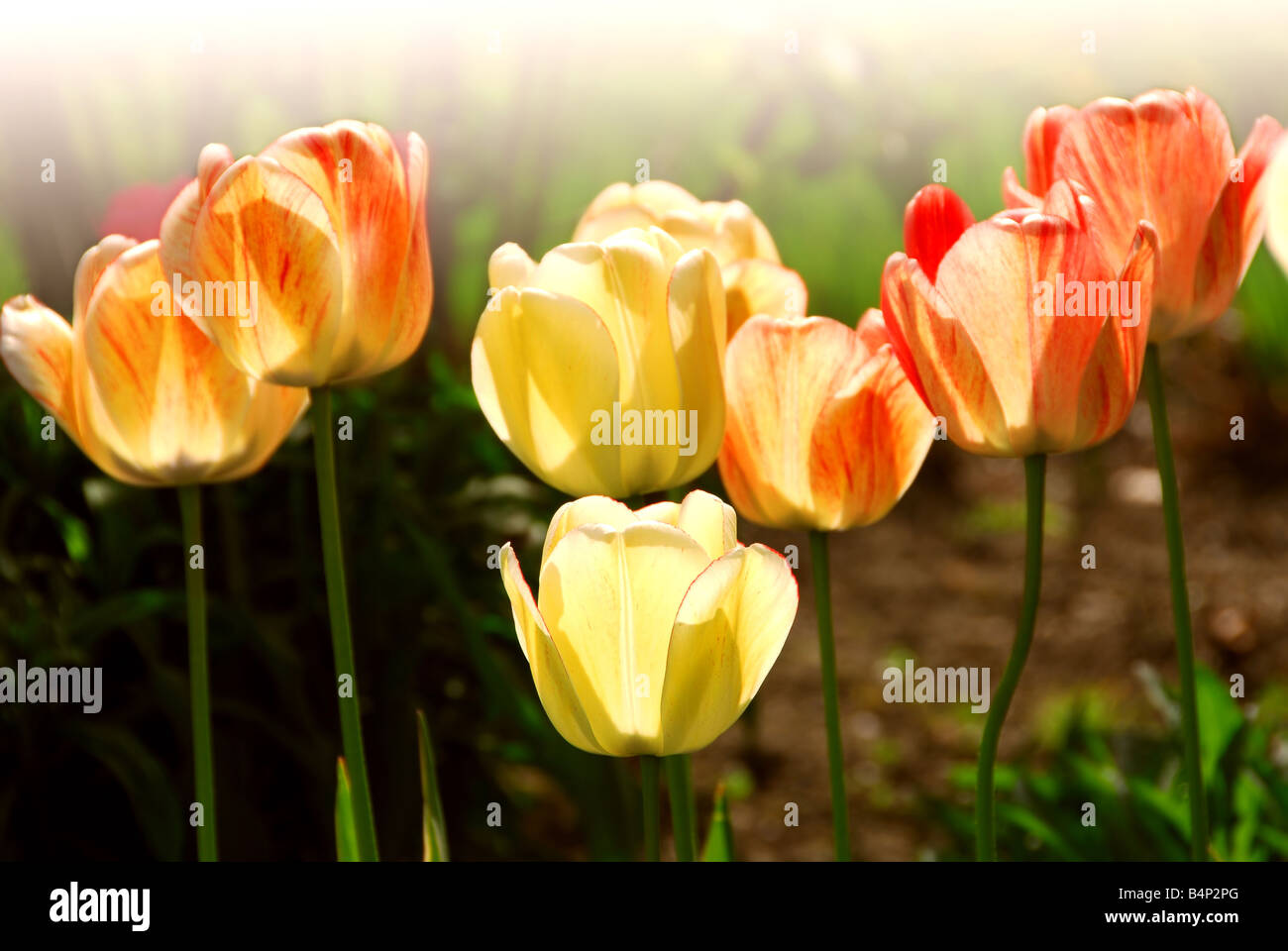 Riga della molla retroilluminato tulipani in aiuola Foto Stock