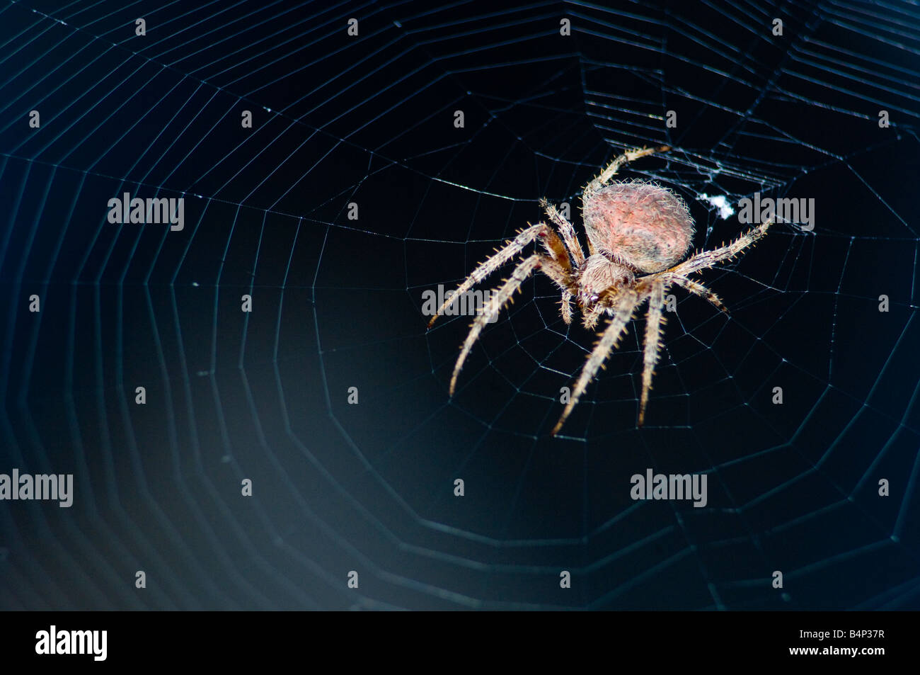 Giardino Orb Weaver spider aspettando pazientemente la sua preda Foto Stock