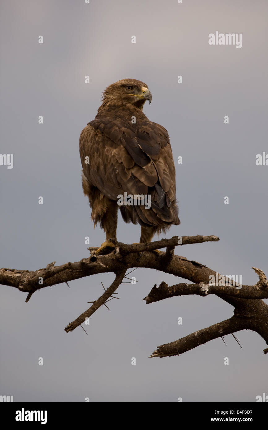 Bruno aquila appollaiato in un albero, in Ndutu parte del Ngorongoro Conservation Area della Tanzania Africa orientale Foto Stock