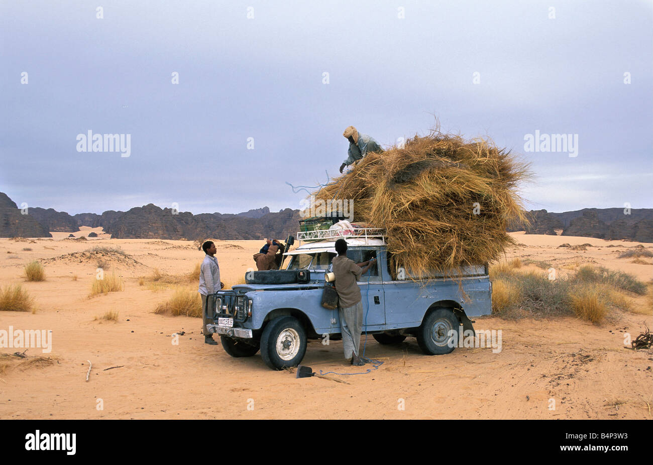 Algeria Djanet Getting erba come foraggio per i cammelli in città nel deserto del Sahara Foto Stock