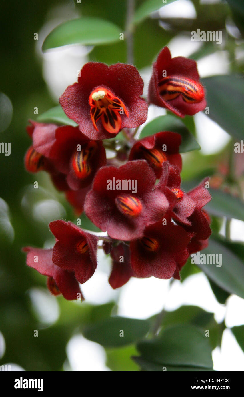 Aeschynanthus tricolore, Gesneriaceae, Java, sud-est asiatico Foto Stock