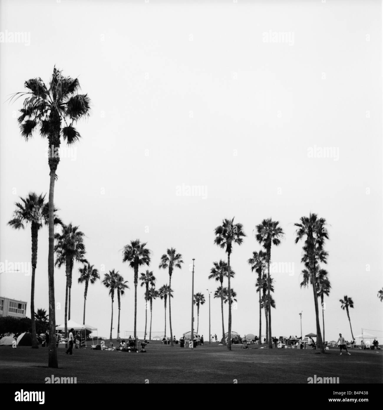 Le palme in corrispondenza di una zona di stazionamento in Mission Beach, California. Foto Stock
