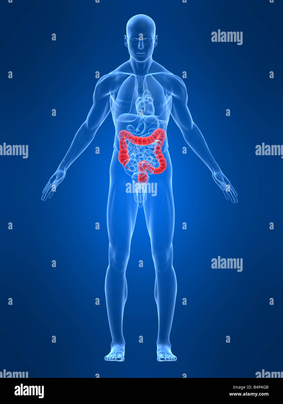 Colon evidenziata Foto Stock