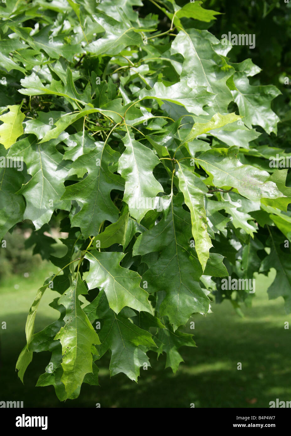 Shumard Oak, Quercus shumardii, Fagaceae, Oriente e Stati Uniti del Nord Foto Stock