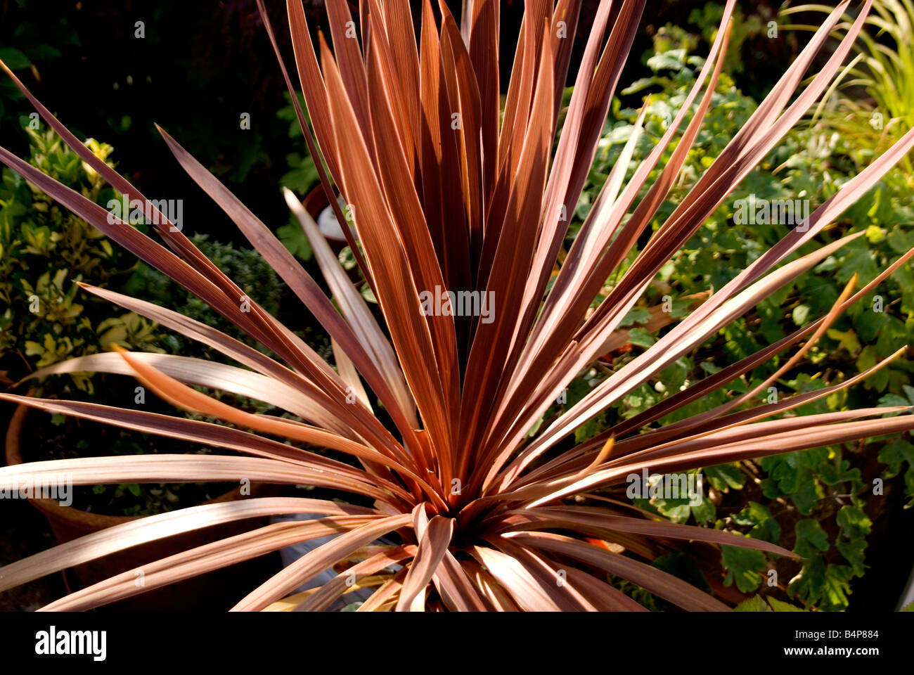 Brown Palm tree con foglie verdi in background Foto Stock