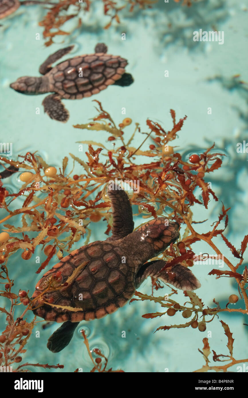Caretta tartarughe di mare trascorrere i primi anni della loro vita floating tra il sargassum Foto Stock