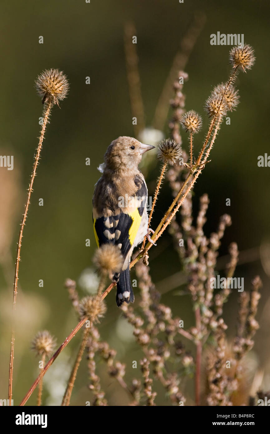 Ritratto di un giovane europeo Goldfinch su una pianta garzatrice in autunno nel Regno Unito Foto Stock
