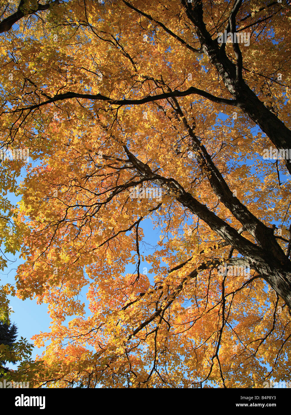 Canada Quebec Montreal Mount Royal foresta di autunno Foto Stock