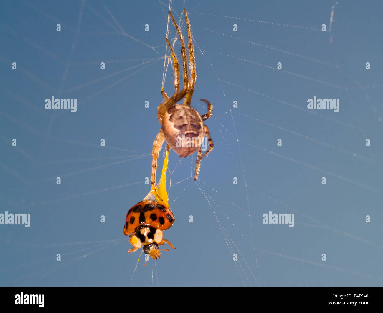 Giardino in comune ragno, Araneus diadematus. Trascinando fuori dal vivo un arlecchino coccinella, Harmonia axyridis con una pompetta di sticky web. Foto Stock