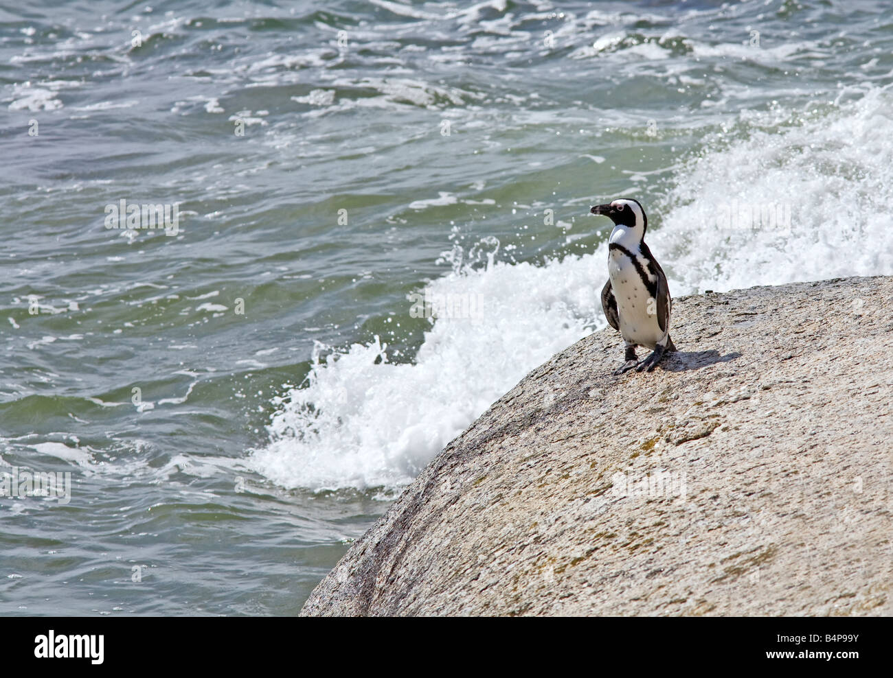 Pinguino africano (Sfeniscus demersus) seduto su una roccia accanto al mare. Una specie a rischio di estinzione a Boulders Beach Simon's Town, Sudafrica. Foto Stock