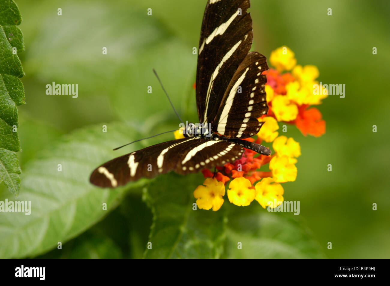 Zebra Longwing Heliconius charitonius Foto Stock