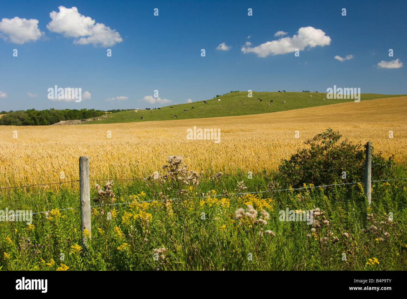 Un campo di grano maturo con le mucche al pascolo su una collina nei pressi di Holland Manitoba Canada Foto Stock