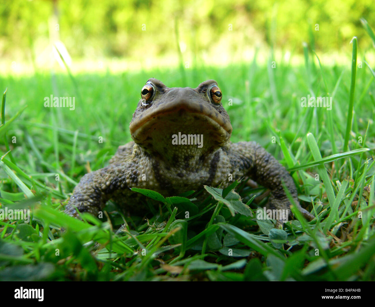 Il rospo comune Bufo bufo REGNO UNITO Foto Stock