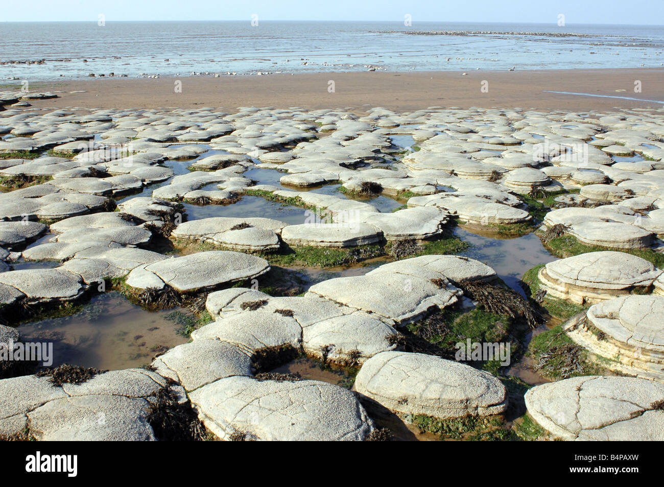 Un SSSI geologico a Kilve Beach in North Somerset con piattaforme di calcare Foto Stock