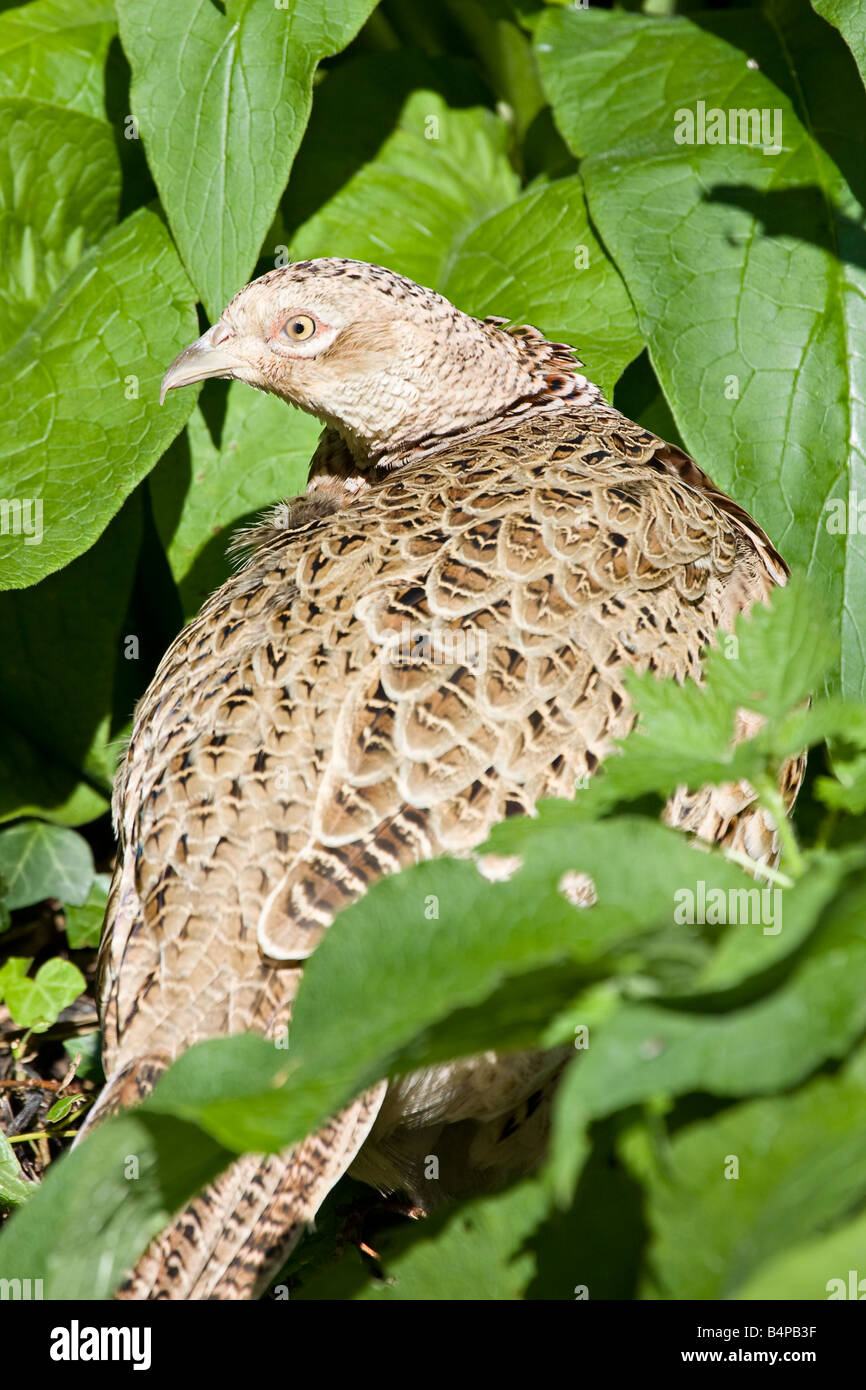 Un singolo adulto femmina Pheasant comune (Phasianus colchico) nascondendosi in sottobosco Foto Stock