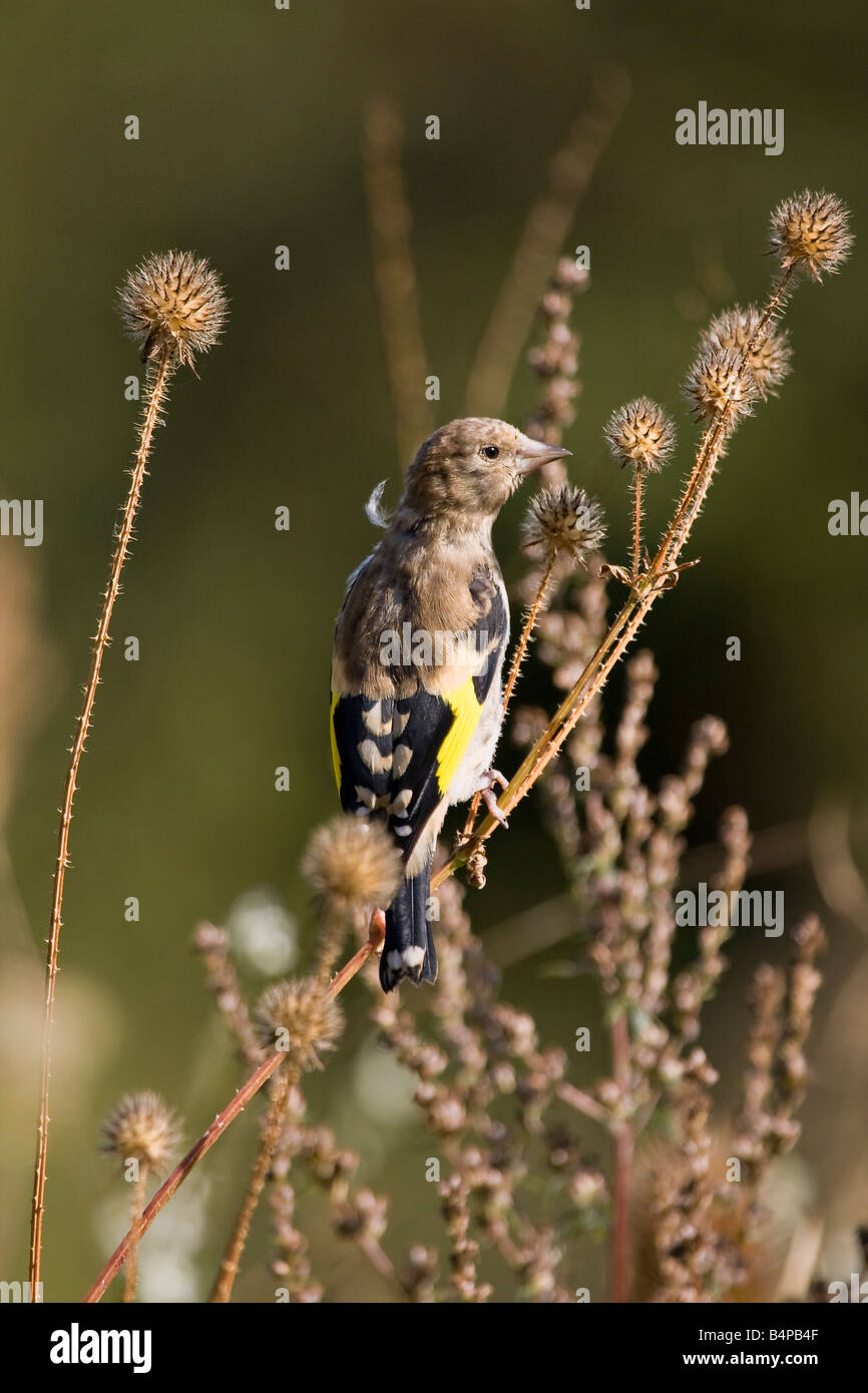 Ritratto di un giovane europeo Goldfinch (Carduelis carduelis) sulla pianta garzatrice in autunno nel Regno Unito Foto Stock