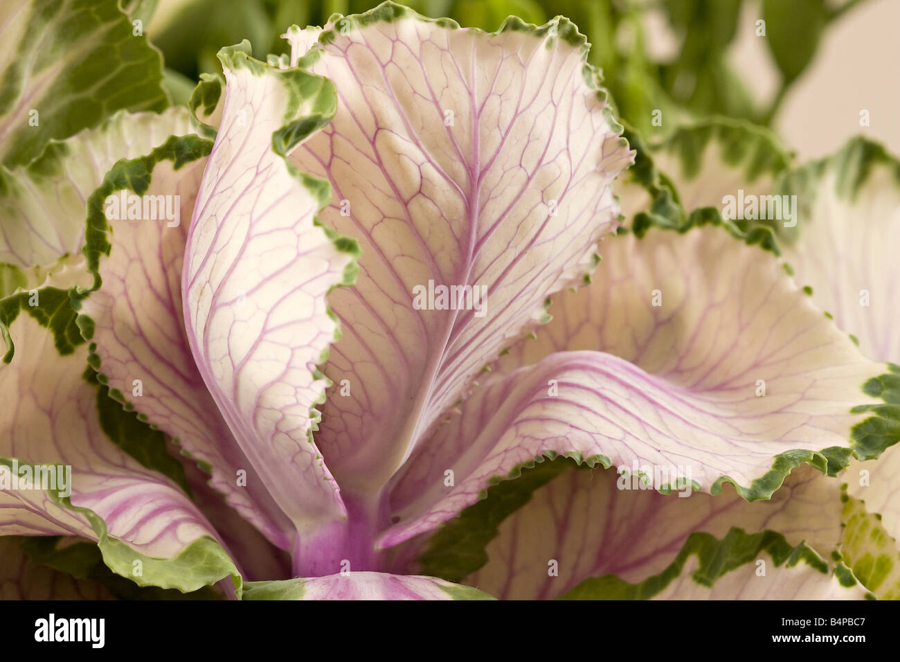 Primo piano del fogliame della Brassica 'Crane Pink' in autunno Foto Stock