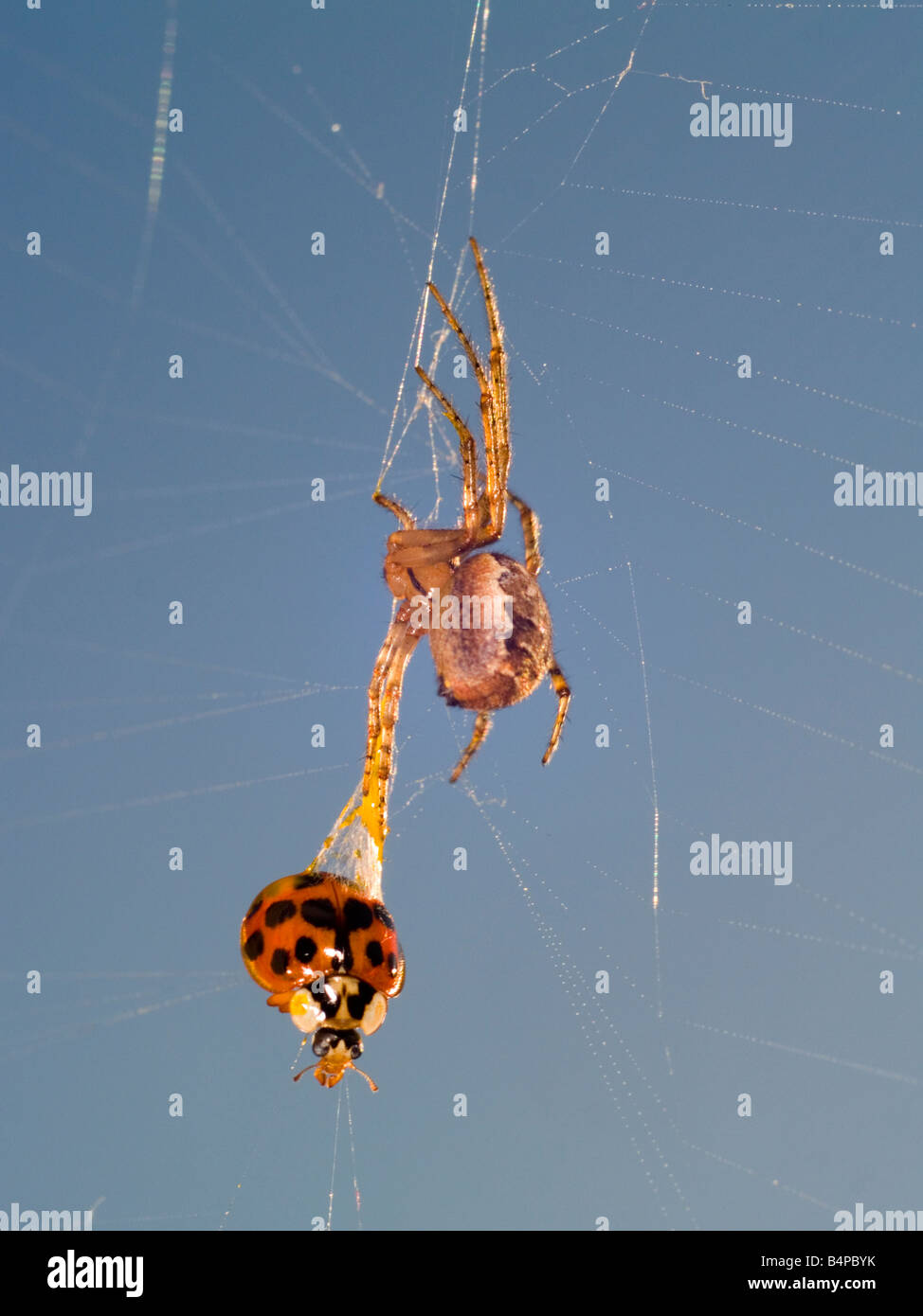 Giardino in comune ragno, Araneus diadematus. Trascinando fuori dal vivo un arlecchino coccinella, Harmonia axyridis con una pompetta di sticky web. Foto Stock